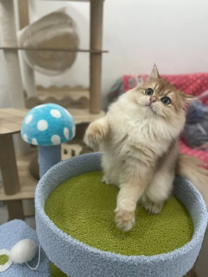 บริติช ชอร์ตแฮร์ (British Shorthair) British Longhair พร้อมใบ WCF