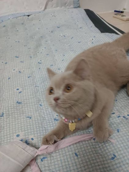 แมวสก็อตติชโฟลด์ รูปที่ 6