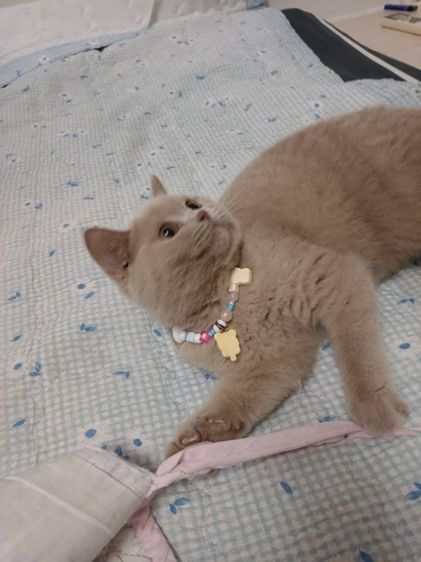 แมวสก็อตติชโฟลด์ รูปที่ 5