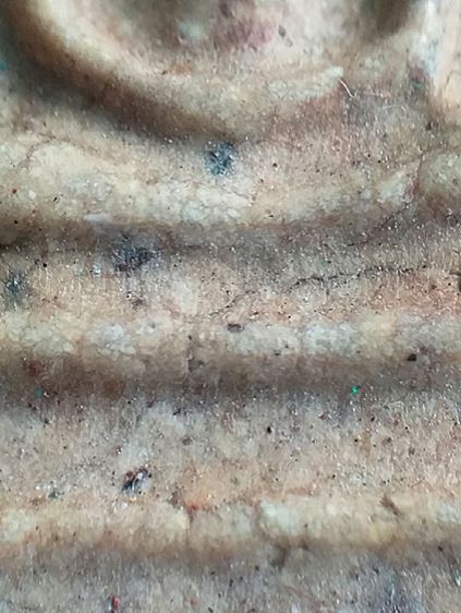 หลังกาบหมาก. รูปที่ 8