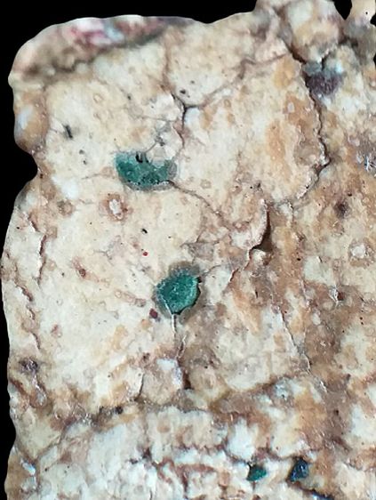 หลังกาบหมาก. รูปที่ 16