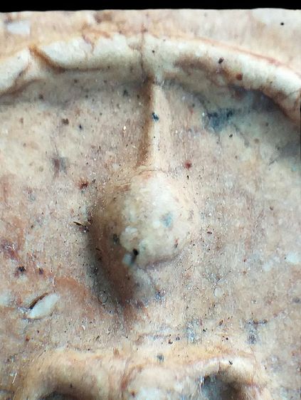 หลังกาบหมาก. รูปที่ 5