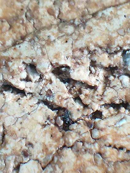 หลังกาบหมาก. รูปที่ 18