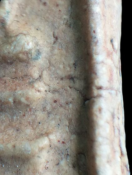 หลังกาบหมาก. รูปที่ 14