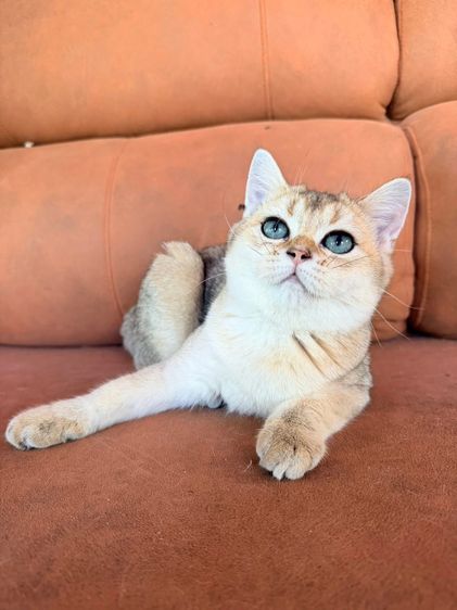 British Shorthair  รูปที่ 2