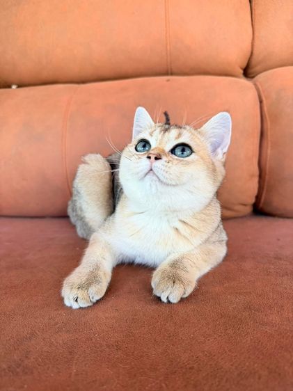 British Shorthair  รูปที่ 3