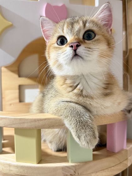 British Shorthair  รูปที่ 6