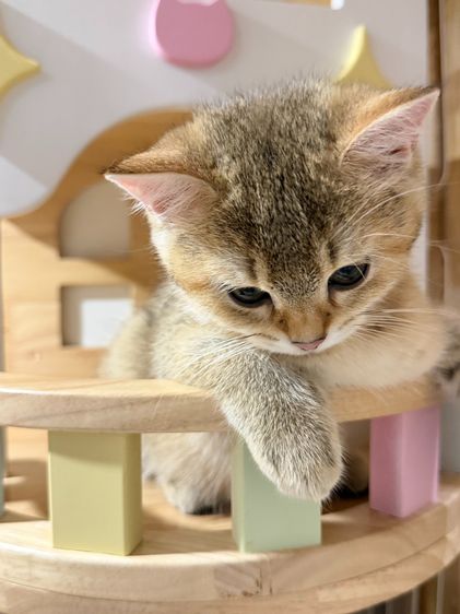 British Shorthair  รูปที่ 3