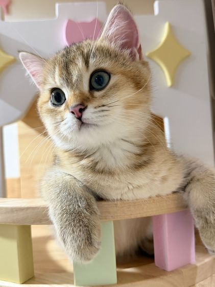 British Shorthair  รูปที่ 7