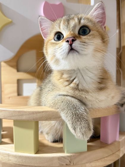 British Shorthair  รูปที่ 5