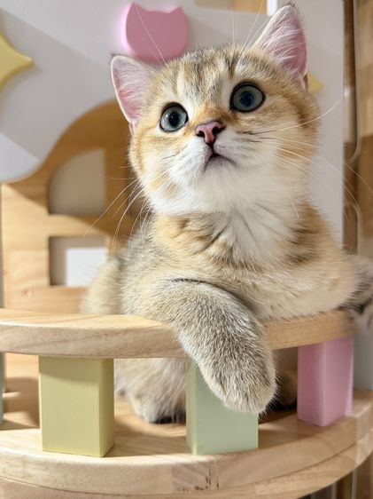 British Shorthair  รูปที่ 4