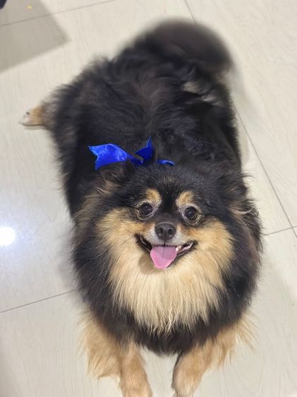 ปอมเพศเมียสีแบล็คแทน