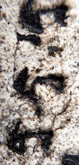 พระสมเด็จวัดระฆัง บางขุนพรหม เกศไชโย หลวงปู่ภู หลวงปู่นาค รูปที่ 11