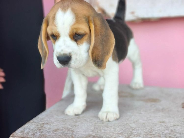 บีเกิ้ล เพศเมีย