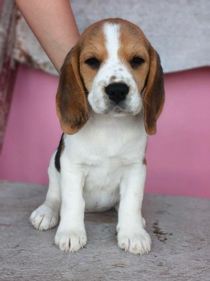 บีเกิ้ล เพศเมีย รูปที่ 2