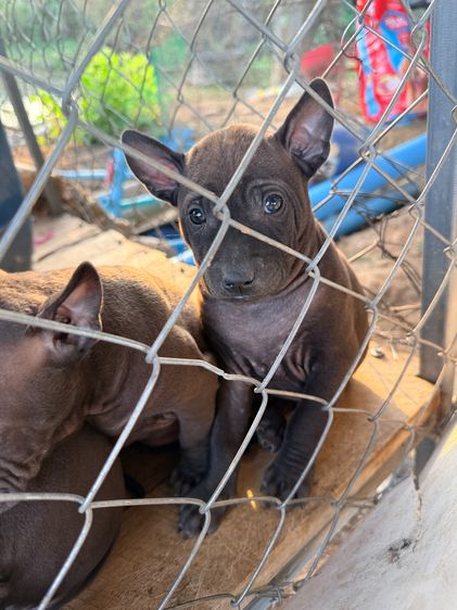 🐶 ประกาศขายลูกสุนัขไทยหลังอาน 🐾 รูปที่ 6