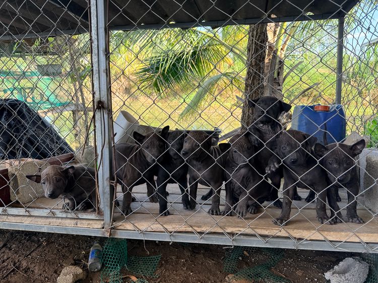 🐶 ประกาศขายลูกสุนัขไทยหลังอาน 🐾