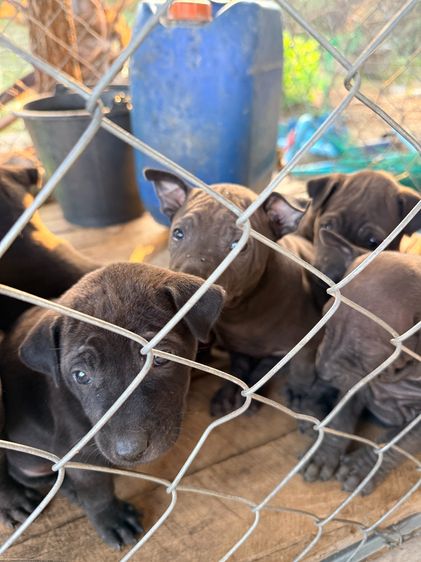 🐶 ประกาศขายลูกสุนัขไทยหลังอาน 🐾 รูปที่ 8