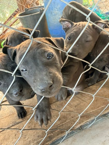 🐶 ประกาศขายลูกสุนัขไทยหลังอาน 🐾 รูปที่ 5