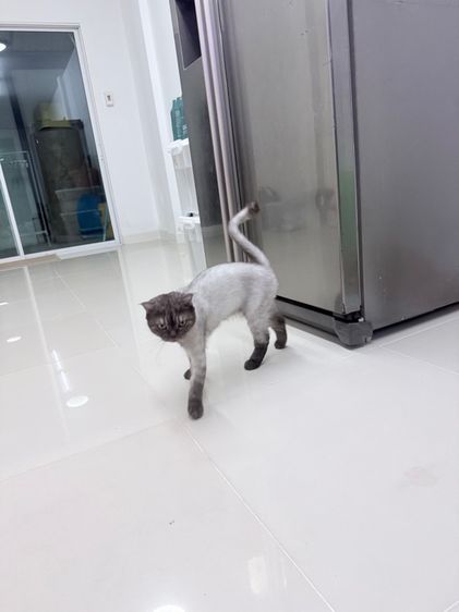 แมวโต British Shorthair รูปที่ 3
