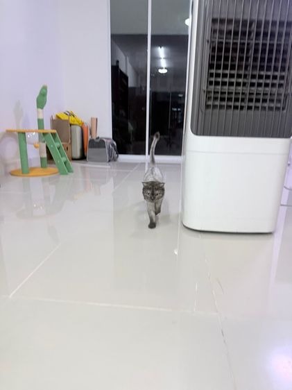 แมวโต British Shorthair รูปที่ 2