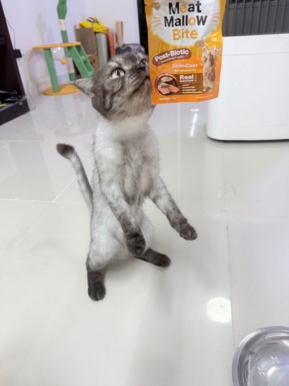 แมวโต British Shorthair รูปที่ 4
