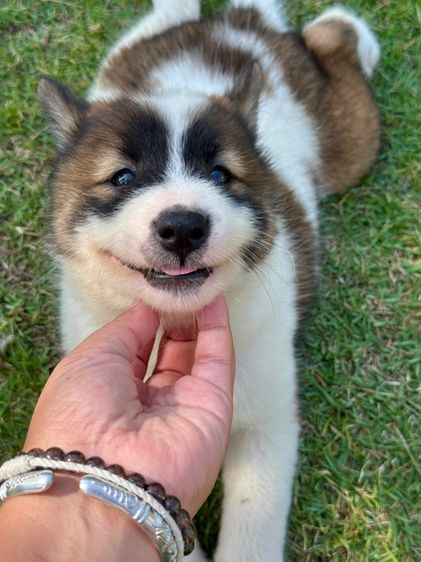 ลูกสุนัขบางแก้ว รูปที่ 11