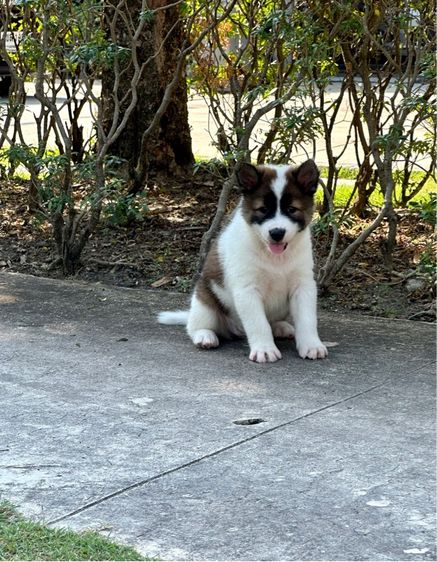 ลูกสุนัขบางแก้ว รูปที่ 7