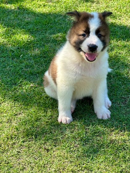 ลูกสุนัขบางแก้ว รูปที่ 10