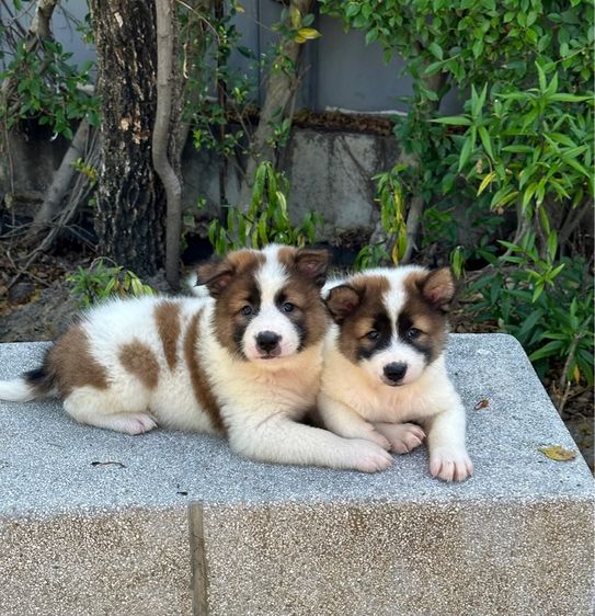 ลูกสุนัขบางแก้ว รูปที่ 3