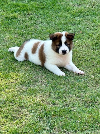 ลูกสุนัขบางแก้ว รูปที่ 13