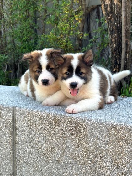 ลูกสุนัขบางแก้ว รูปที่ 4