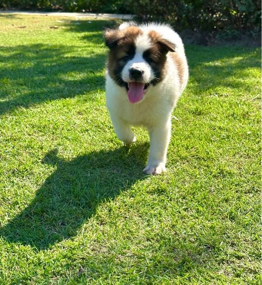 ลูกสุนัขบางแก้ว รูปที่ 6