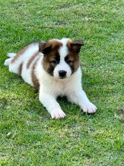 ลูกสุนัขบางแก้ว รูปที่ 9