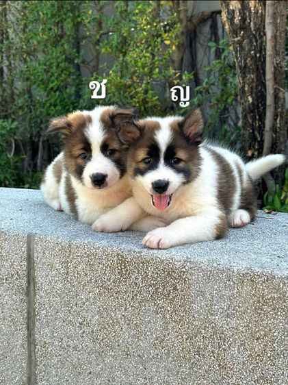 ลูกสุนัขบางแก้ว