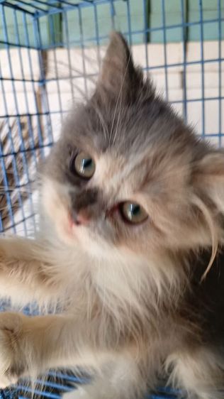 สก็อตติชเปอร์เซีย รูปที่ 3