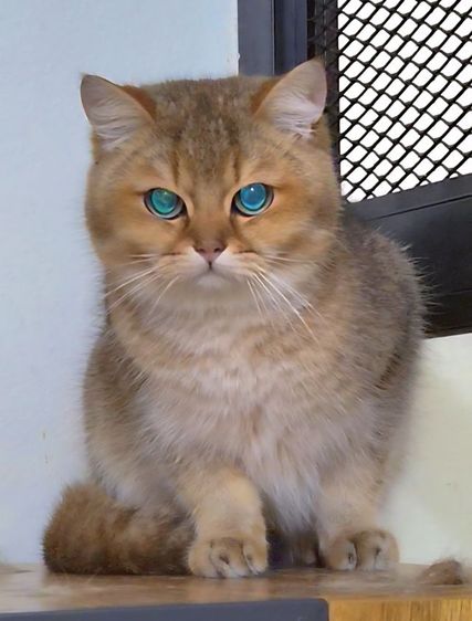 BRI ny 25 รูปที่ 3