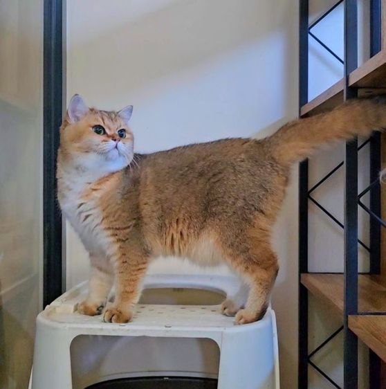 BRI ny 25 รูปที่ 2