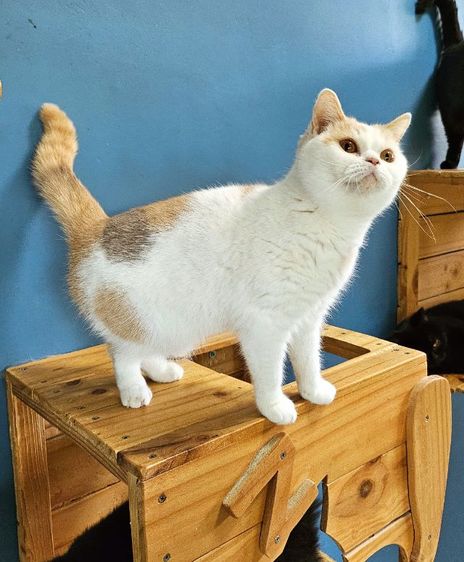 สาวบริติช ถือยีนตาสองสี รูปที่ 3