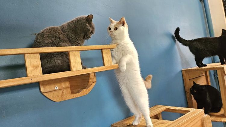 สาวบริติช ถือยีนตาสองสี รูปที่ 2