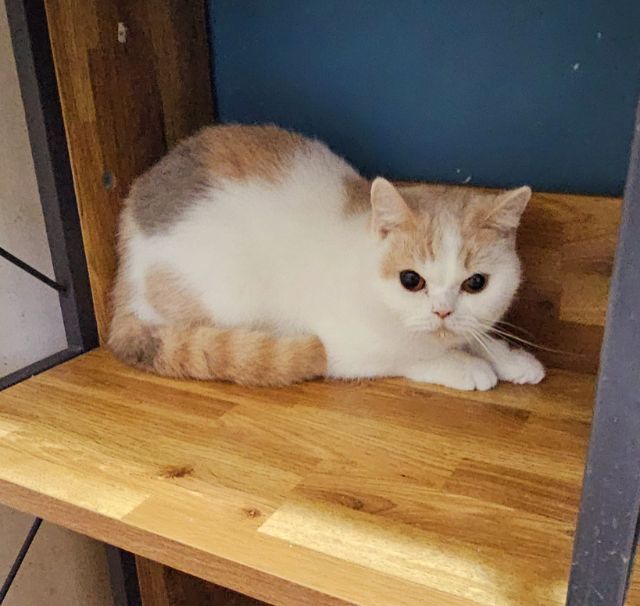 สาวบริติช ถือยีนตาสองสี