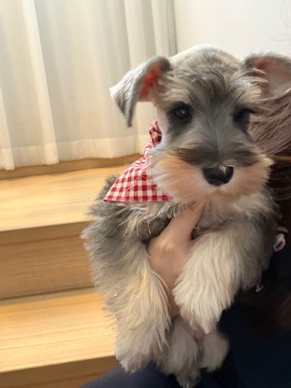ขาย miniature schnauzer  ลูกสุนัข มินิเอเจอร์ ชเนาเซอร์ รูปที่ 9