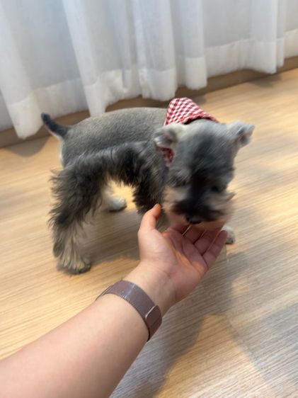 ขาย miniature schnauzer  ลูกสุนัข มินิเอเจอร์ ชเนาเซอร์ รูปที่ 7