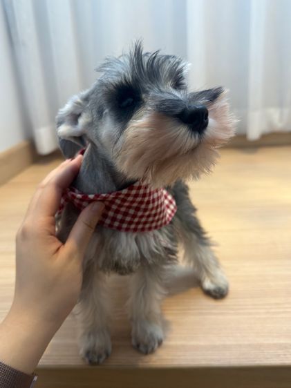 ขาย miniature schnauzer  ลูกสุนัข มินิเอเจอร์ ชเนาเซอร์ รูปที่ 8