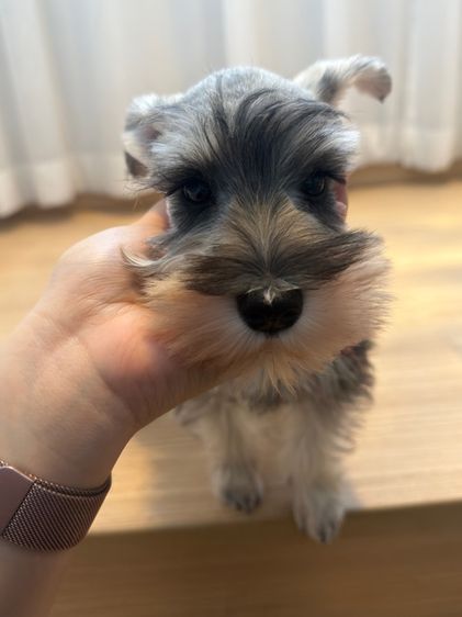 ขาย miniature schnauzer  ลูกสุนัข มินิเอเจอร์ ชเนาเซอร์ รูปที่ 10