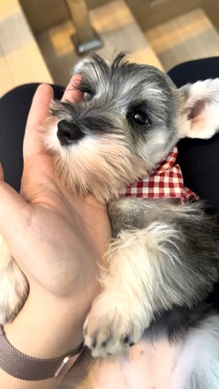 ขาย miniature schnauzer  ลูกสุนัข มินิเอเจอร์ ชเนาเซอร์ รูปที่ 2