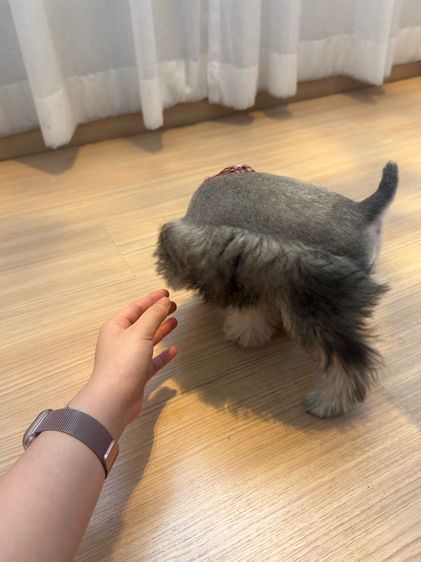 ขาย miniature schnauzer  ลูกสุนัข มินิเอเจอร์ ชเนาเซอร์ รูปที่ 6