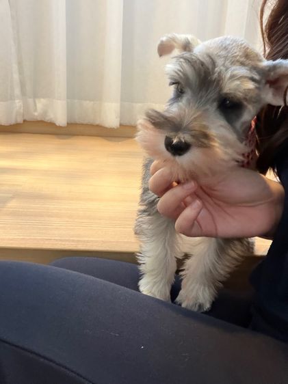 ขาย miniature schnauzer  ลูกสุนัข มินิเอเจอร์ ชเนาเซอร์ รูปที่ 11