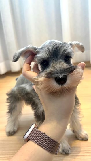 ขาย miniature schnauzer  ลูกสุนัข มินิเอเจอร์ ชเนาเซอร์