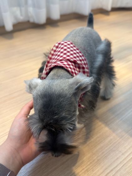 ขาย miniature schnauzer  ลูกสุนัข มินิเอเจอร์ ชเนาเซอร์ รูปที่ 4